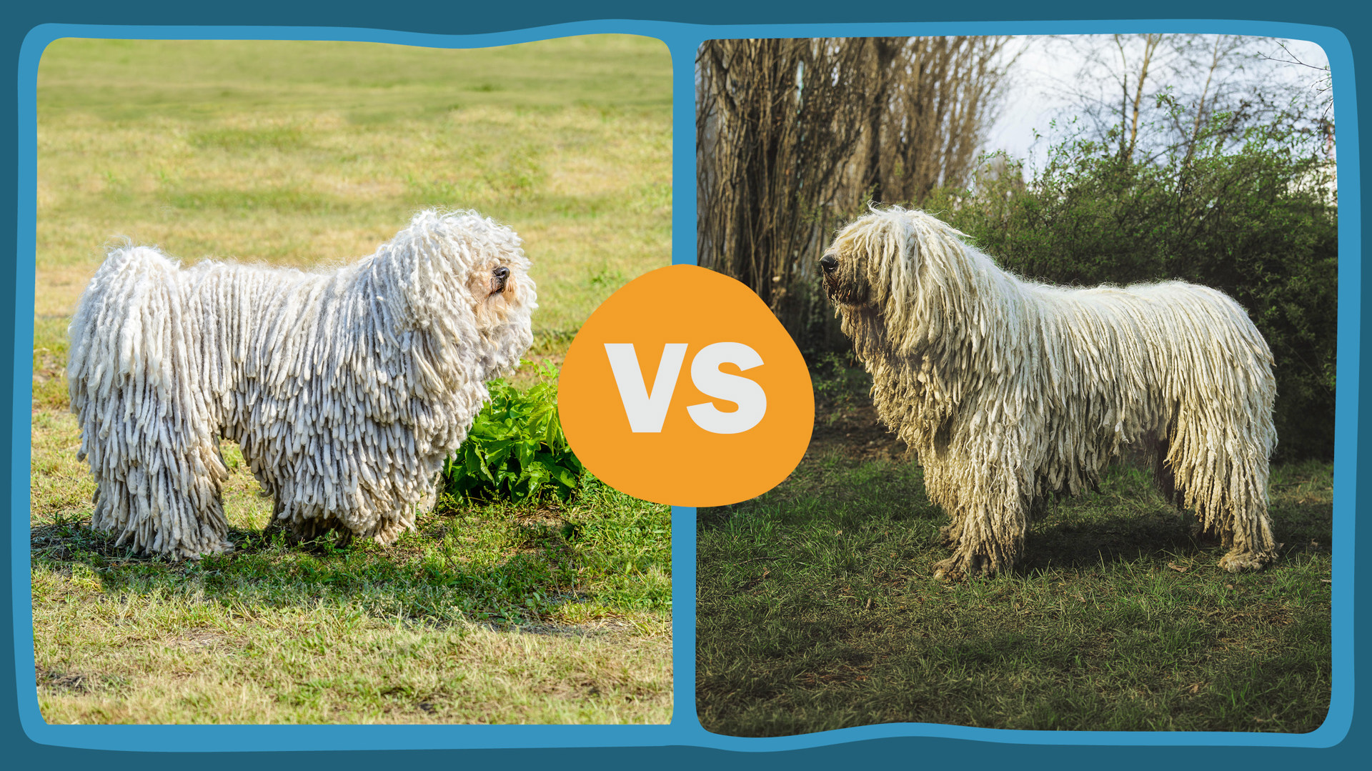BC Puli Vs. Komondor
