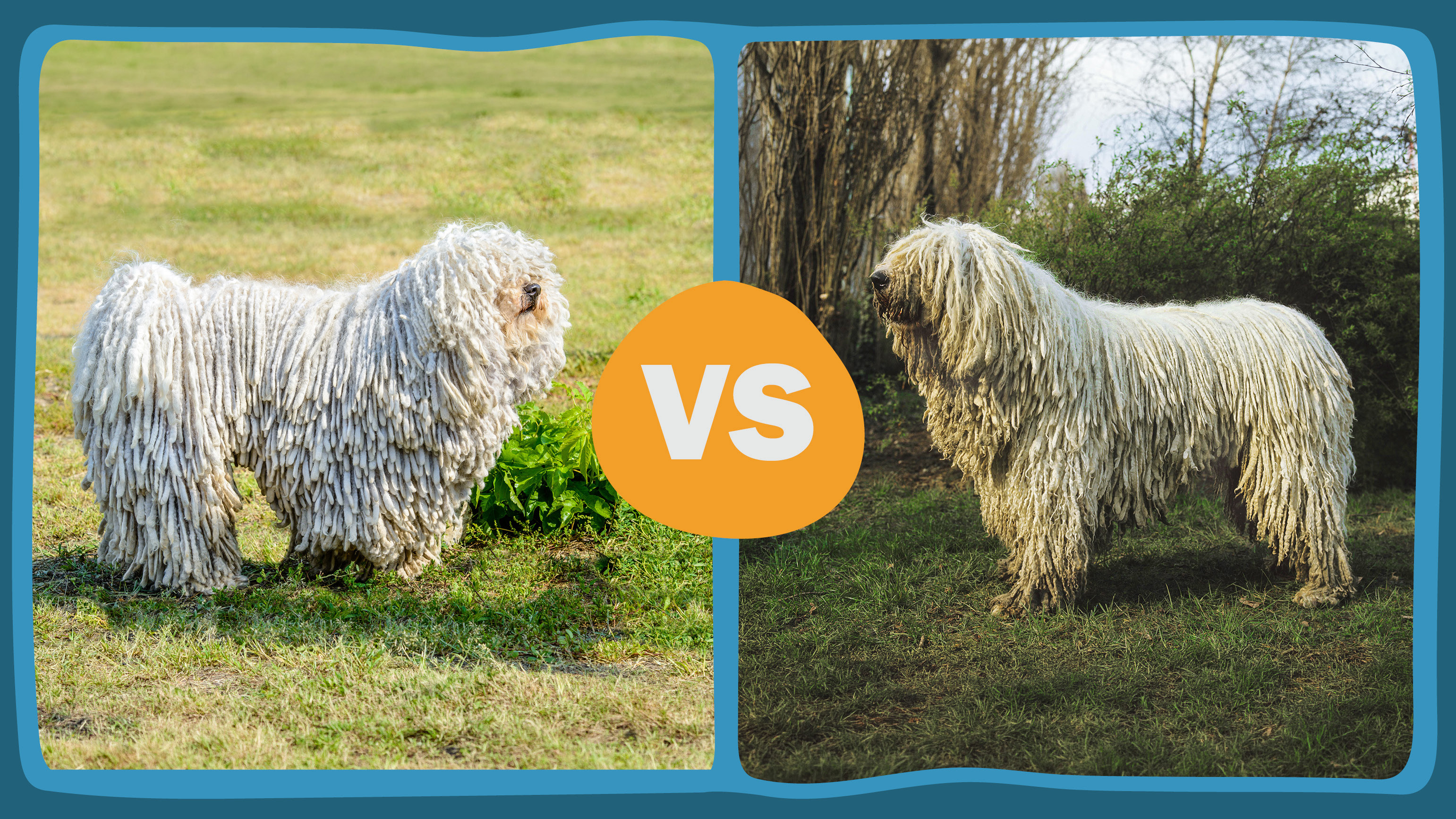 BC Puli Vs. Komondor