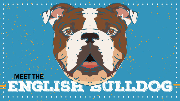 Breed Profile English Bulldog Preview