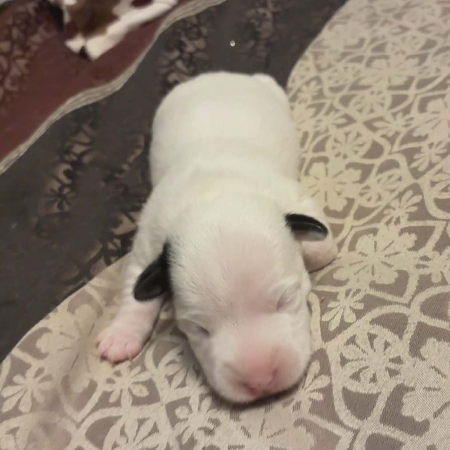 Puppy 1 Female