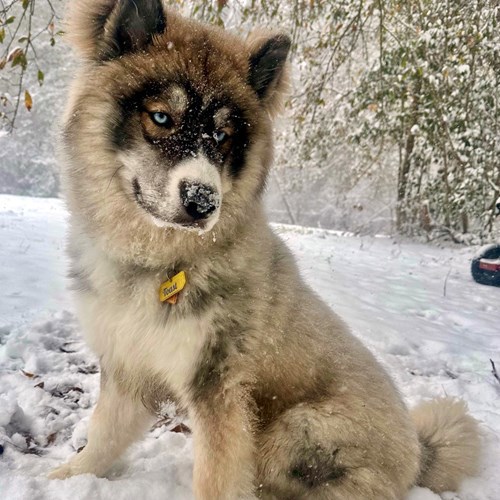 Truhusky2