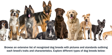 Dog Breed List W Pictures Breed Standards Types Of Dog Breeds dog-breed-list-w-pictures-breed-standards-types-of-dog-breeds