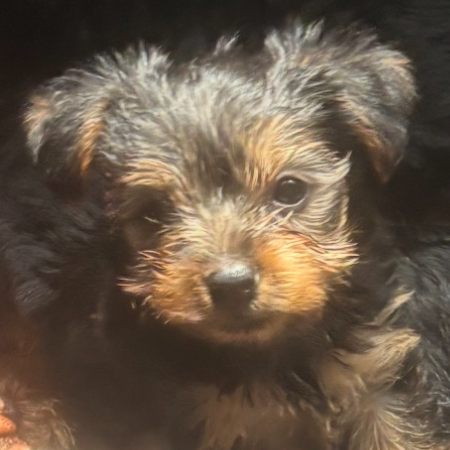 puppy 1.jpeg (25)