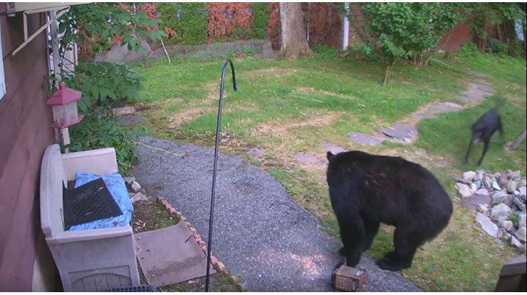 bearh.jpg