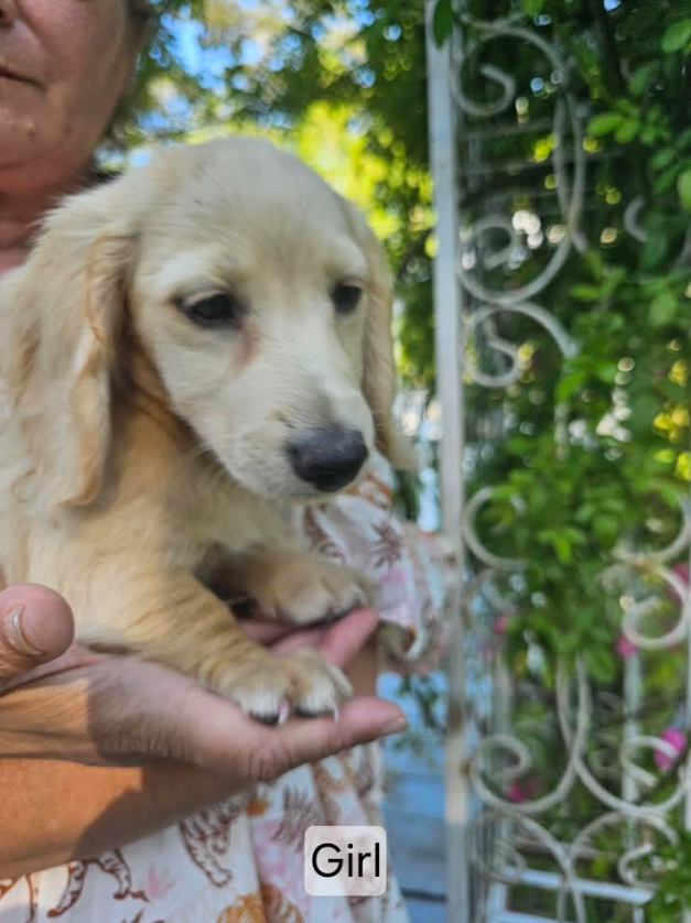 Dachshund 1549203