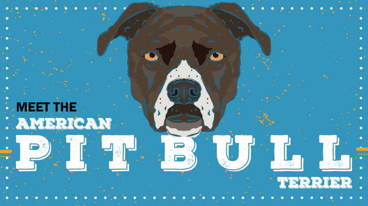 breed-spotlight-american-pit-bull-terrier-preview.jpg