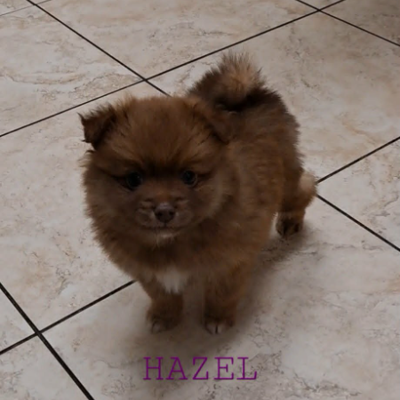 Hazel 4.jpg