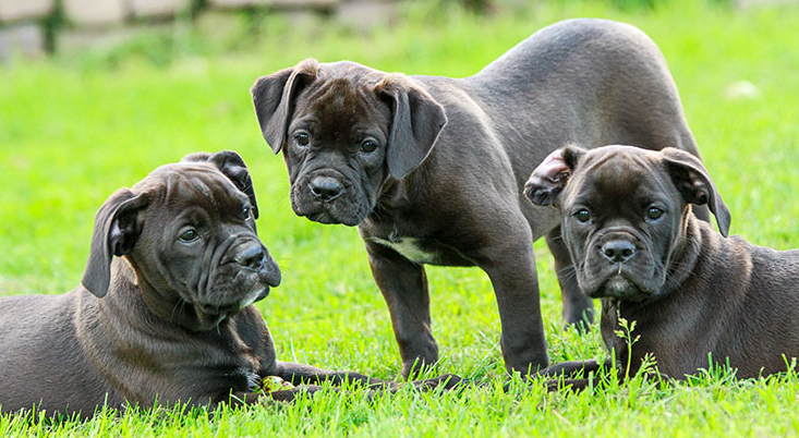 2025 02 14 14 11 35 3 Tips For Better Puppies.Jpg (740×415)