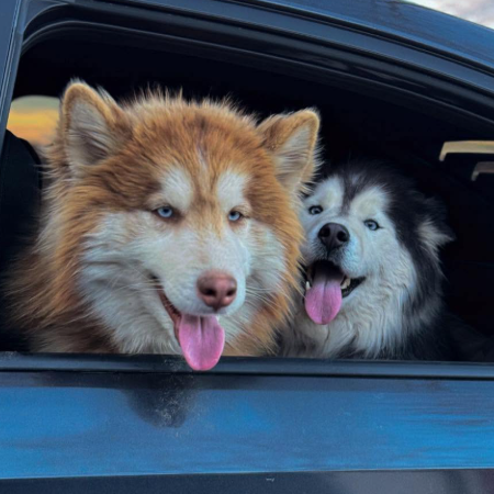 shilo and archie 1.jpg