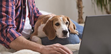 Man His Beagle Conquering Work Tasks Together Focused Furry Concept Boosting Productivity With Help Pets Copy