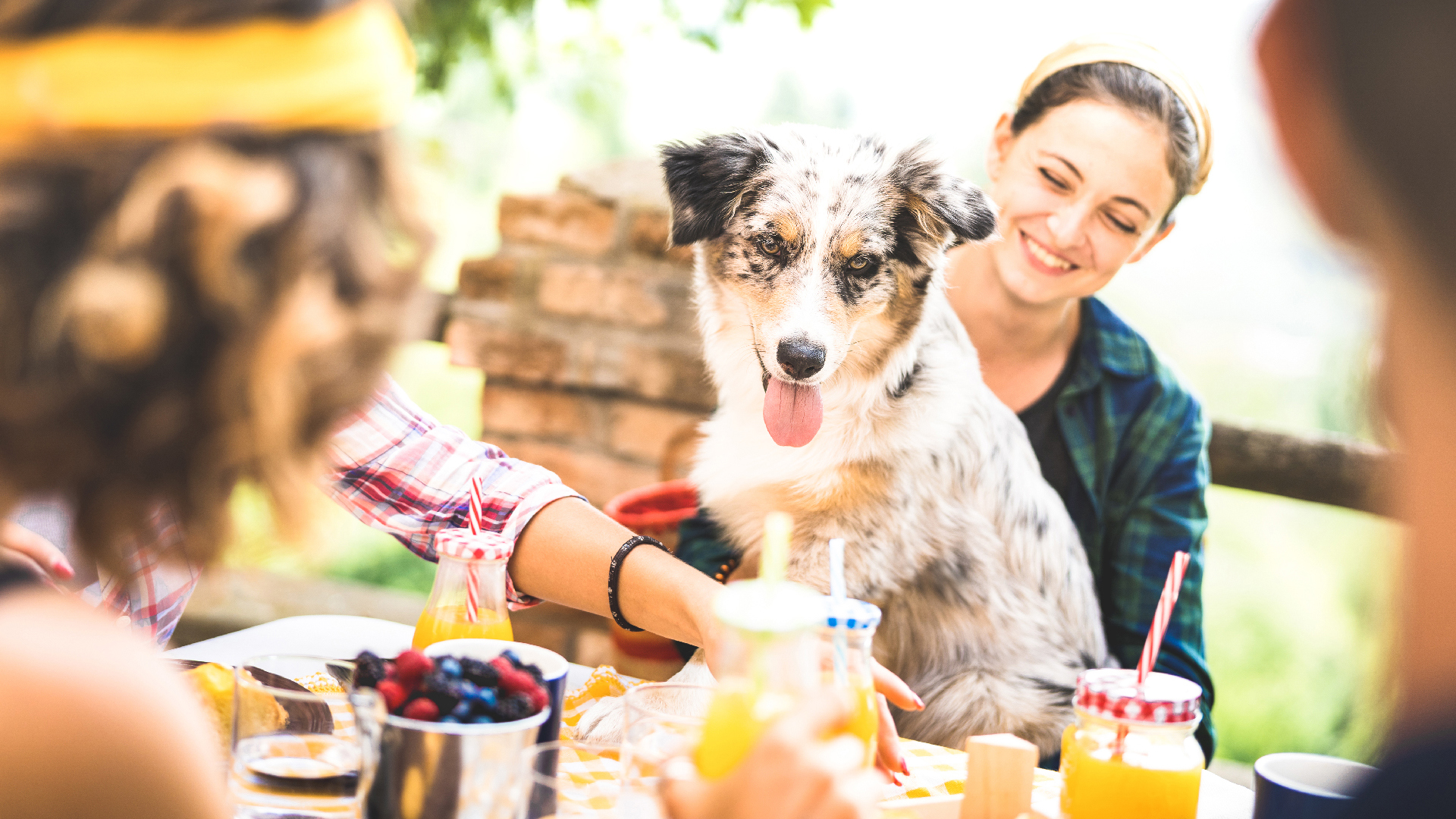 3-pet-safety-tips-when-hosting-a-party-at-home-ckcusa.jpg