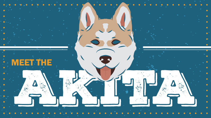breed-profile_akita_preview.jpg