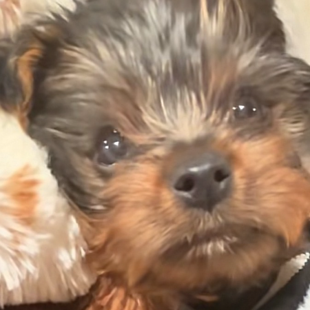 puppy 3.jpeg (3)