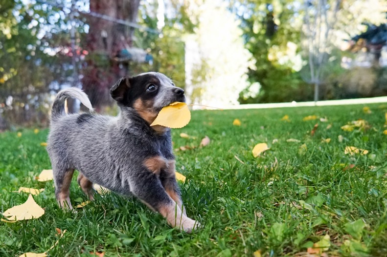 how-to-train-your-dog-to-be-kid-friendly