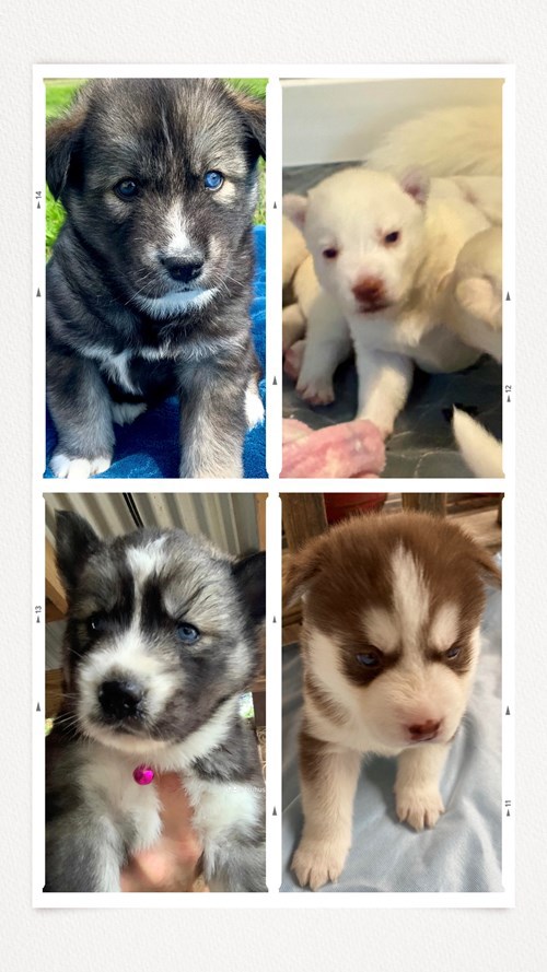 Truhusky1