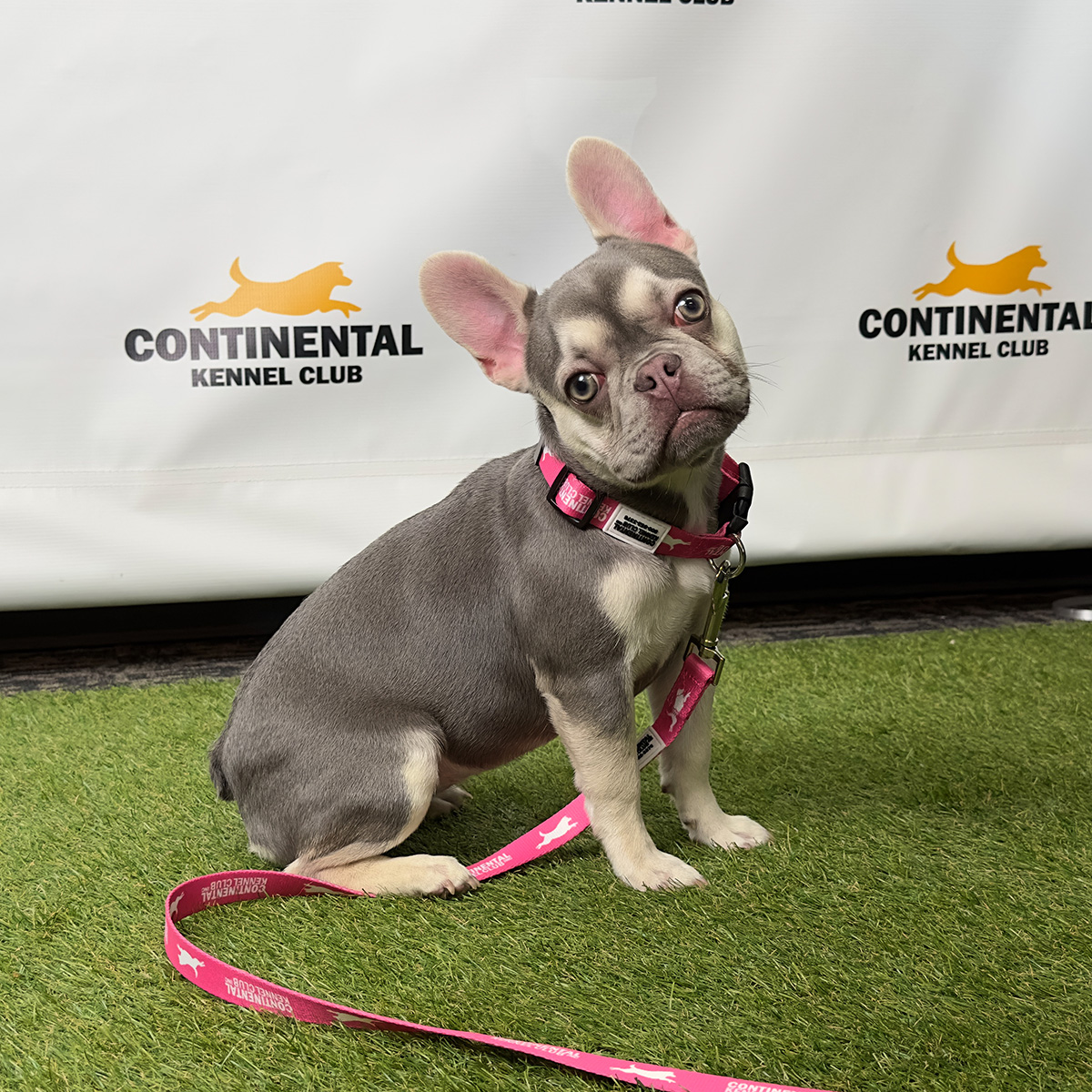 9 Collar & Leash