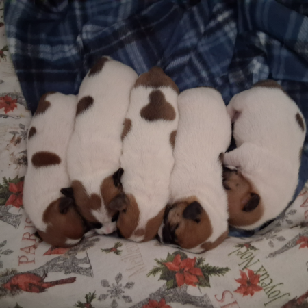 all puppies.jpg