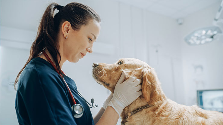 the-significance-of-regular-veterinary-check-ups-for-dogs.jpg