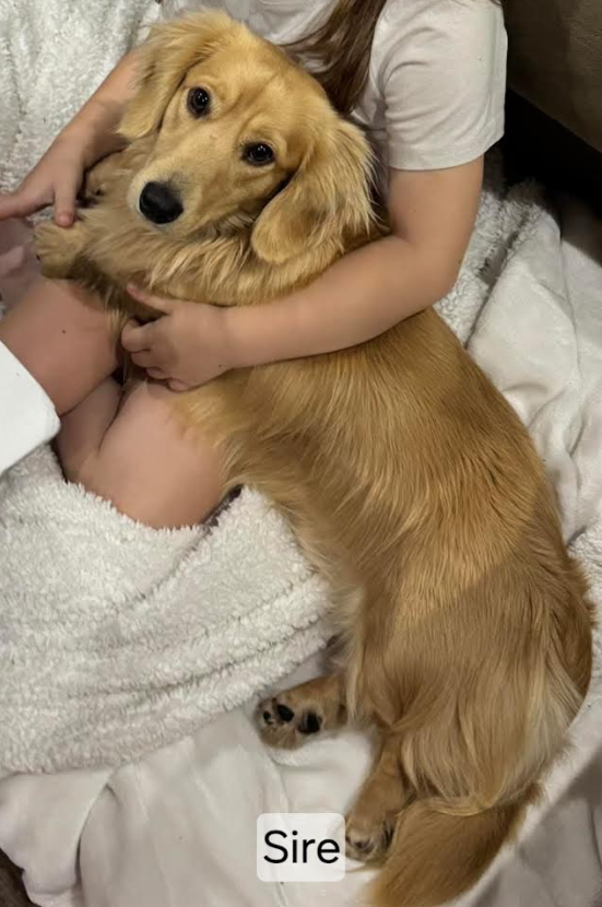Dachshund 6549203