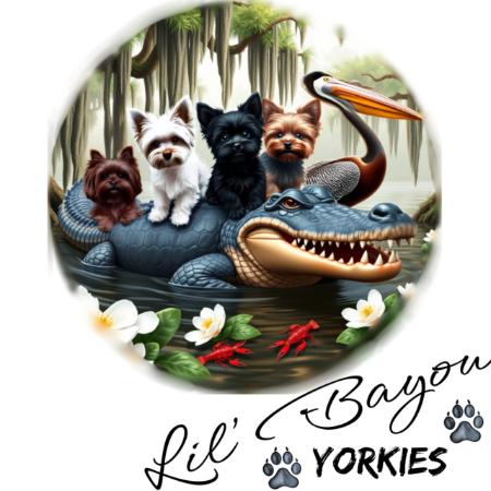 Lil' Bayou Yorkies Logo.jpg