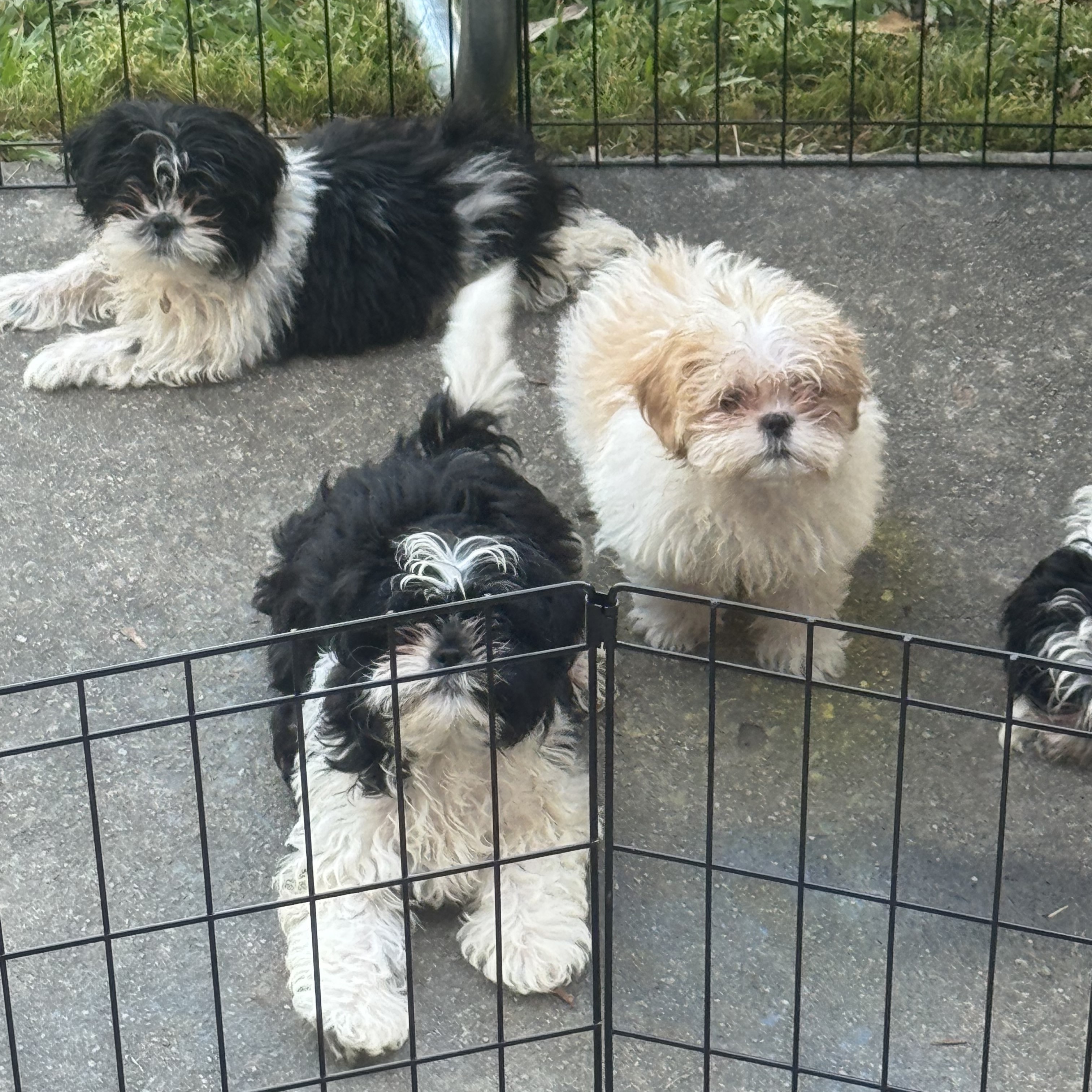 Shih Tzu 2 3002505