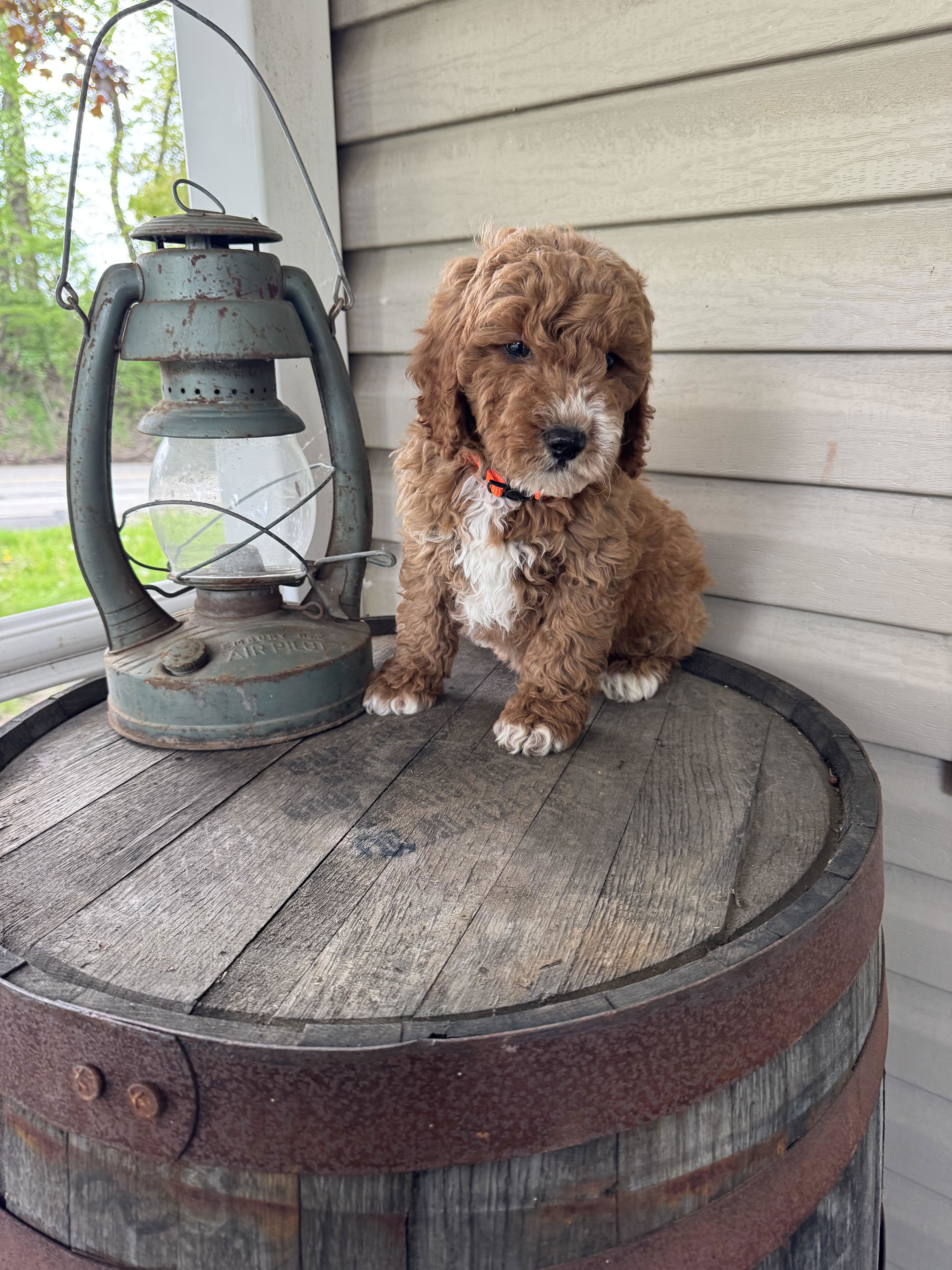 Goldendoodle 51600450