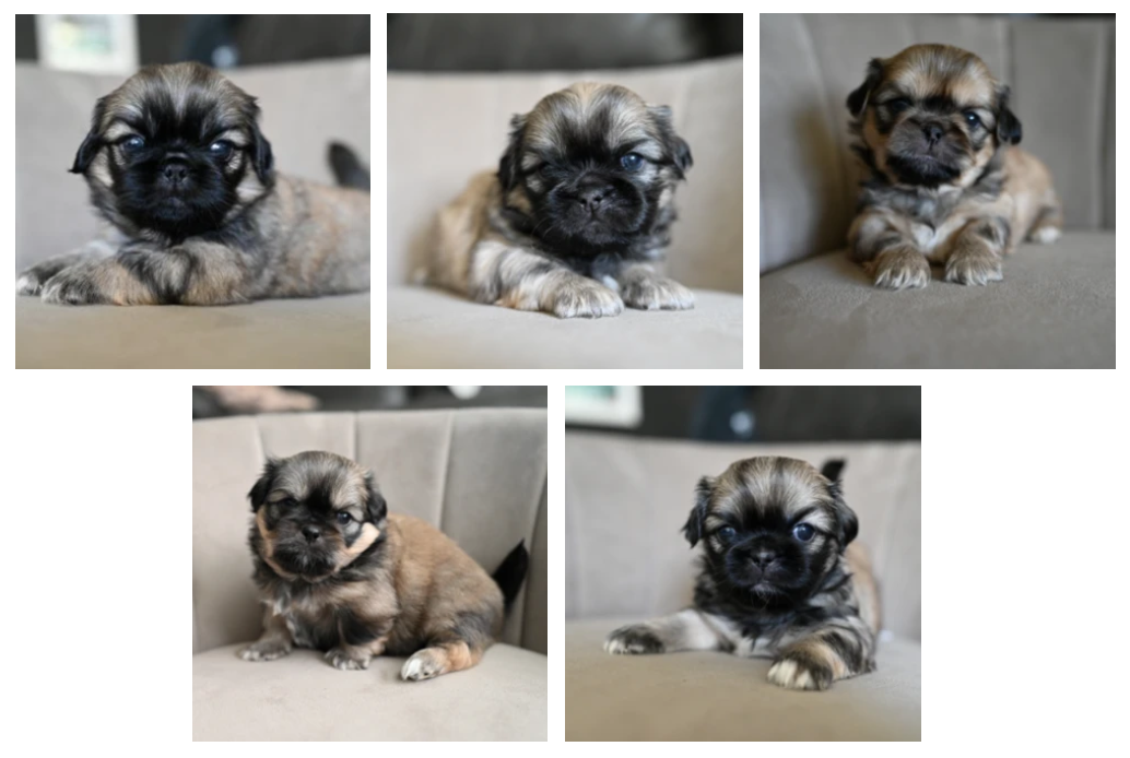 Pekingese 13017697