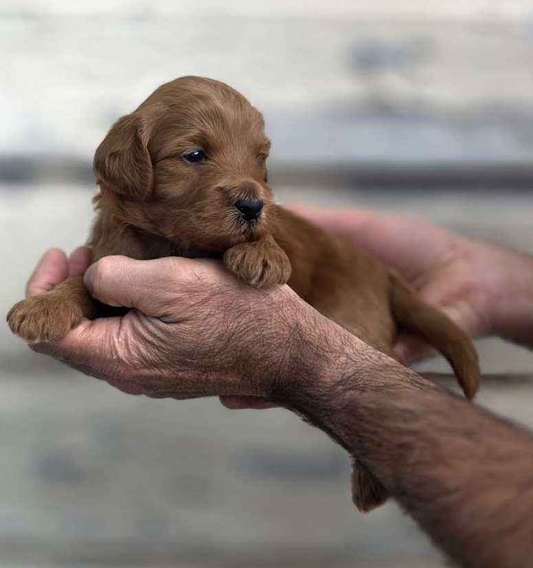 Goldendoodle 12003458