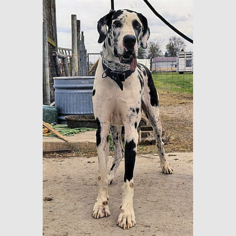 Great Dane Rome