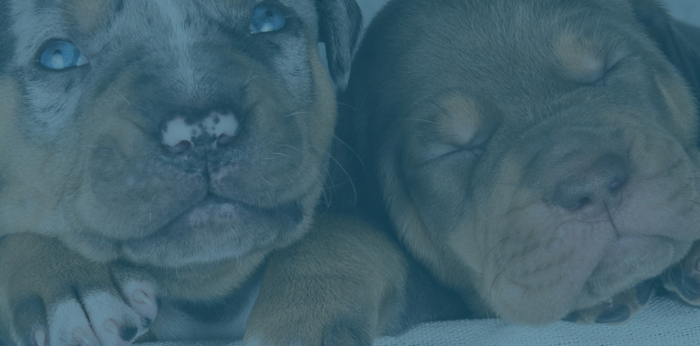 Dogbreeding Feature