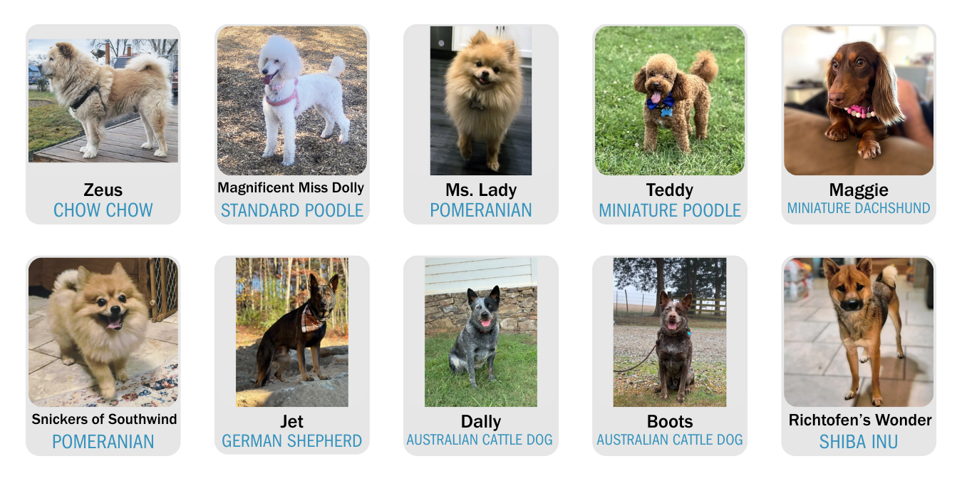 PAW Showcase February 2026