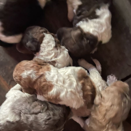Fluffy poodle pups 1.jpeg