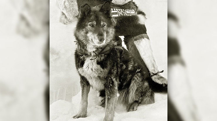 the-seppala-siberian-sleddog-2.jpg