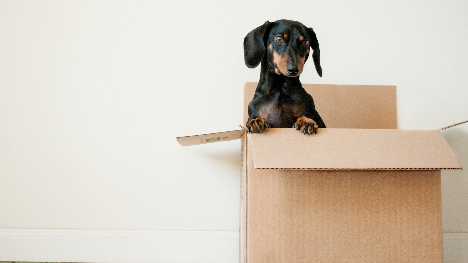 tips-to-ensure-a-smooth-move-for-you-and-your-pet-ckc-usa-1.jpg