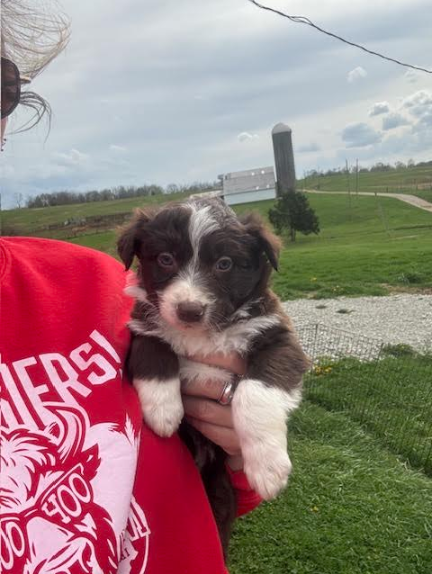 Australian Shepherd 51651067