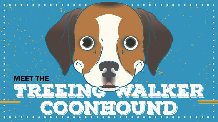 Breed Profile Treeing Walker Coonhound Preview