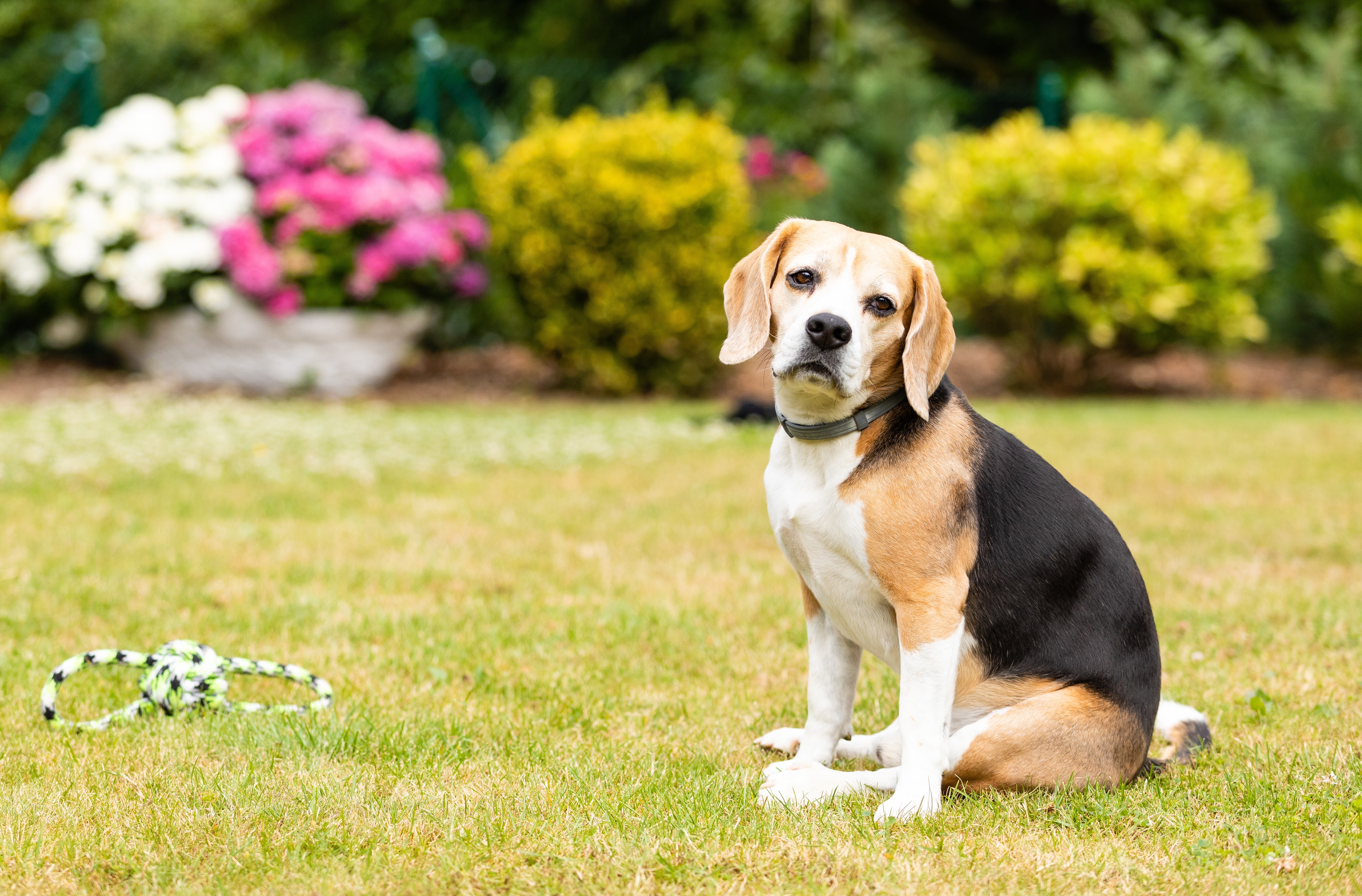 Dog Sitting Grass