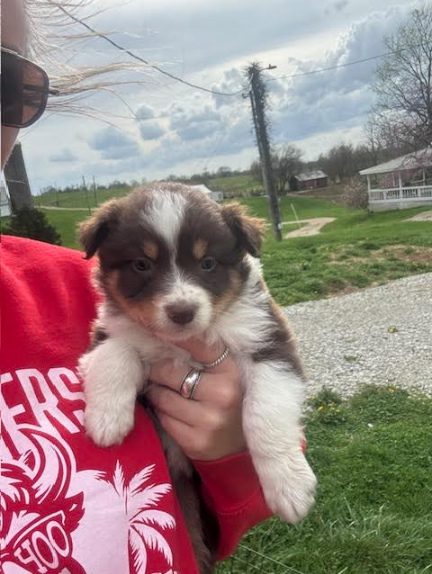 Australian Shepherd 11651067