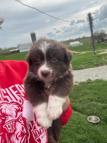 Australian Shepherd 41651067