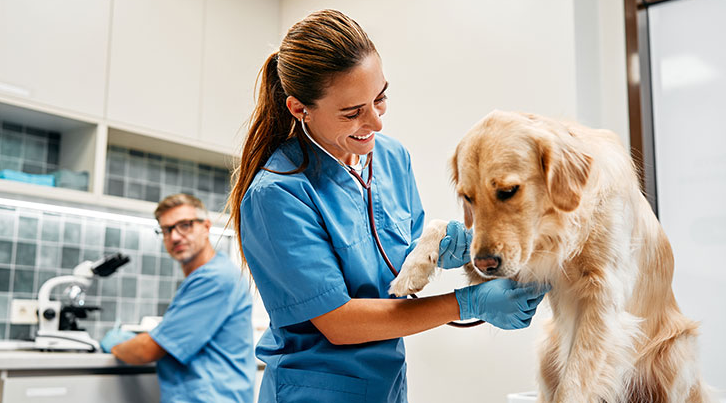 Role Of Veterinarians In Preventing And Treating Dog Diseases.Jpg (740×416)