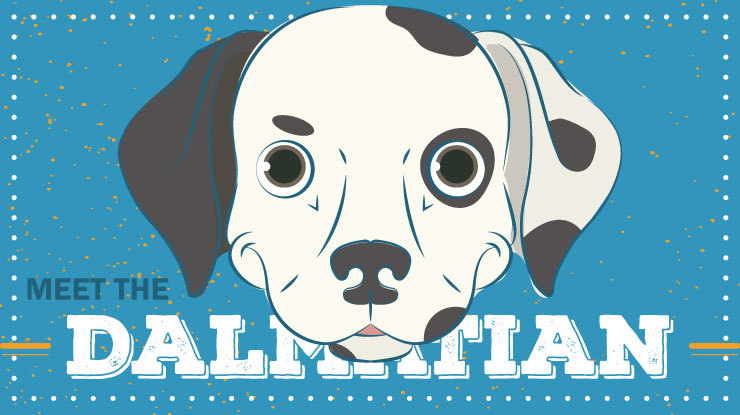 breed-profile_dalmation-preview.jpg