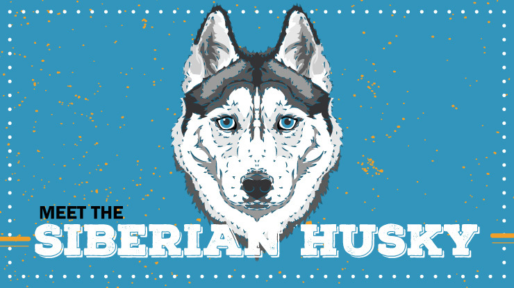 breed-profile_siberian-husky-preview.jpg