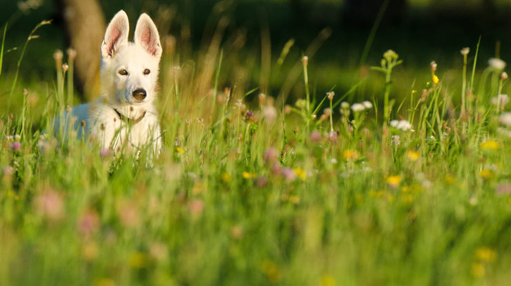 is-your-dog-suffering-from-seasonal-allergies.jpg
