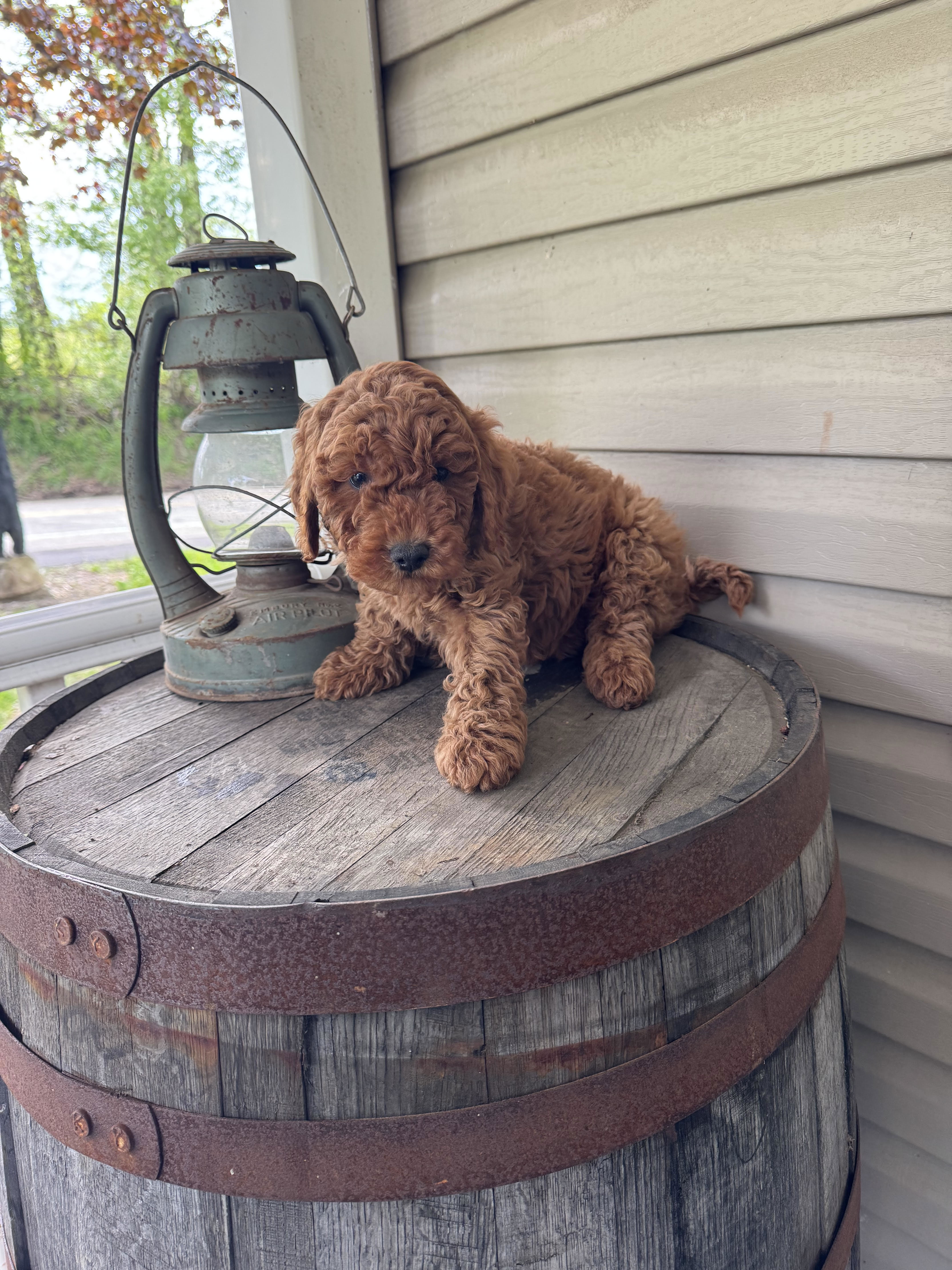 Goldendoodle 31600450