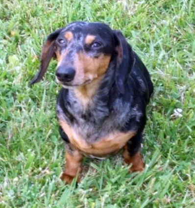 KDOXIE