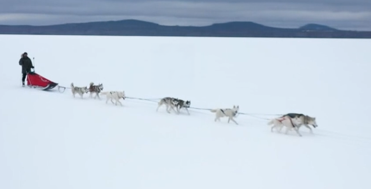 Seppala Sled Team