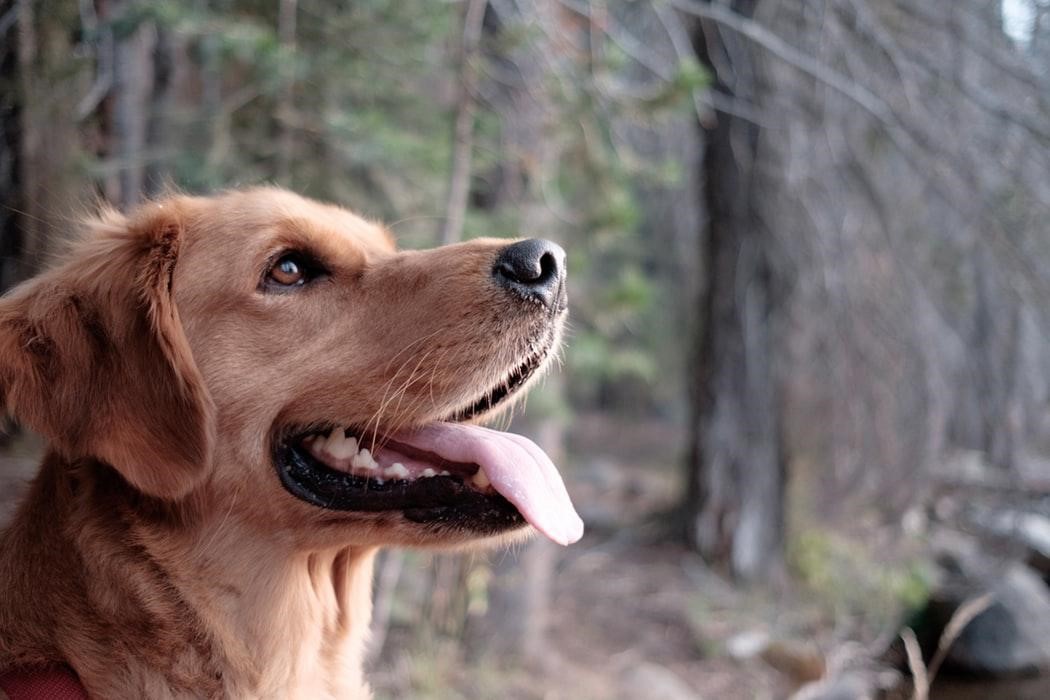 Protect Your Dog Image August 2019 Blog
