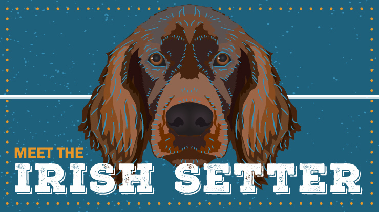 breed-profile_irish-setter_preview.jpg