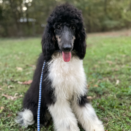 Fluffy 2.jpeg (1)
