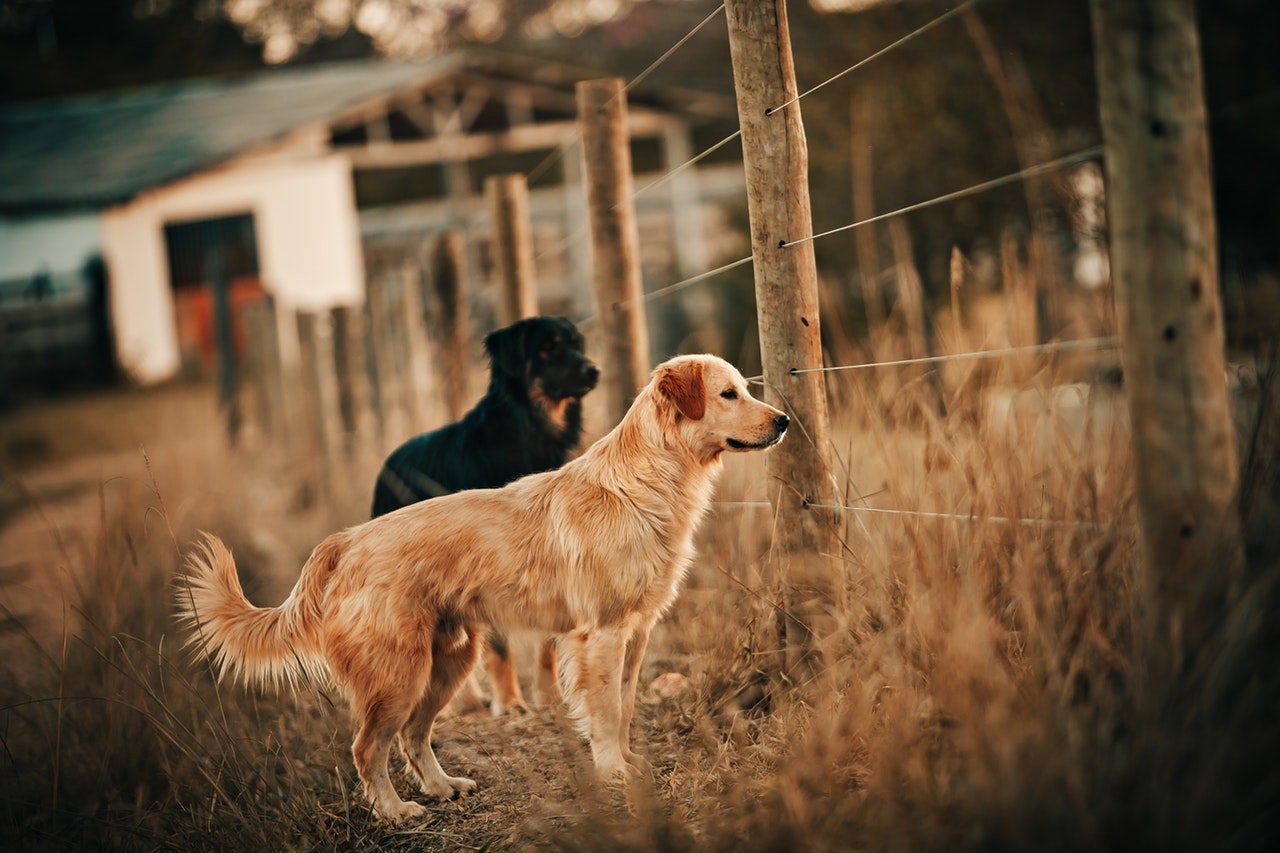 animal-photography-animals-blur-1959052.jpg
